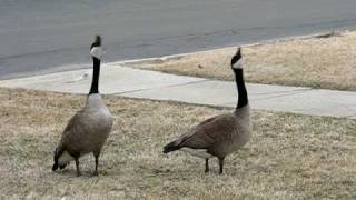 Canada Geese Honking amp Flying Off [upl. by Lennej]