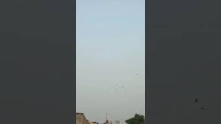 Beautiful Pigeons  Kabootar Videos  Pigeon Videos shorts pigeon kabootar pigeon [upl. by Aicnorev]