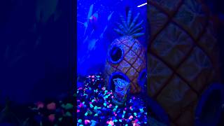 SpongeBob Fish Tank 😃❤️spongebob patrick fishtank cute [upl. by Marcelline522]