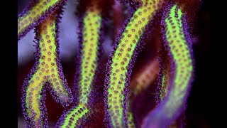 Forget what you know about feeding corals [upl. by Maryl]