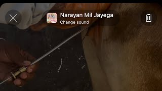 Narayan mil jayega song cow animals treatment viralshorts viralvideo [upl. by Mochun579]