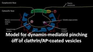 Dynamin mediated pinching off of clathrin and AP coated vesicles [upl. by Isidro]