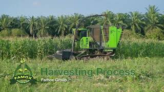 Cattle Feed Harvesting Process [upl. by Atnom709]