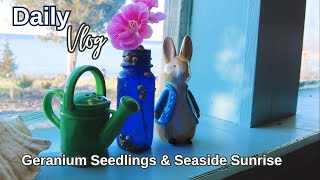 Geranium Seedlings and Potting up Pink flowers for Spring  Daily Vlog  an artists life by the sea [upl. by Suanne]