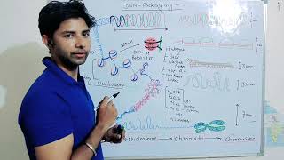 DNA packaging Nucleosome Chromatin Chromosome Histone protein Gene regulation [upl. by Lesirg]