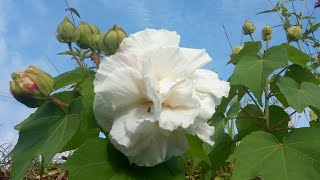 Colour Changing character of Hibiscus Mutabilis flowers [upl. by Sairacaz741]