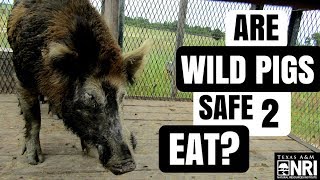 Are Wild Pigs Safe To Eat [upl. by Ymirej242]