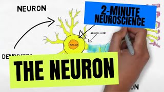 2Minute Neuroscience The Neuron [upl. by Zoellick]