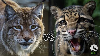 Eurasian Lynx Vs Sunda Leopard – Who Would Win [upl. by Eatnhoj]