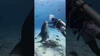 Tiger Shark redirecting fuvahmulah maldivesdiving sharkdive underwater [upl. by Naic]