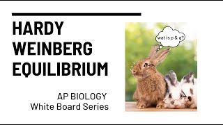 AP Biology HardyWeinberg Equilibrium and Sample Problem Solving [upl. by Iaoh]