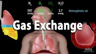 Gas Exchange and Partial Pressures Animation [upl. by Ydrah]