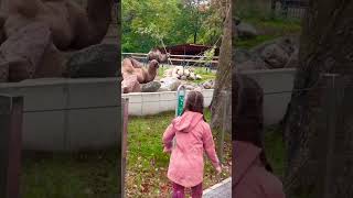 Zoo tour 🐫 Visiting zoo 🐫 Tour in the zoo 🐫 Beautiful camel viralshort vlogging zoo [upl. by Teriann359]