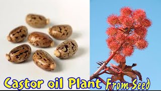 How To Grow Castor Oil Plant From Seed  Ricinus  Ariend  Beauty With Gardening [upl. by Anneis]