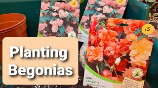 Plant with Me Planting Begonia Cascade Tubers  Corms from Wilko  UK [upl. by Haleigh]