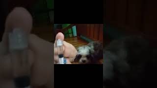 PAANO HOW TO APPLY DETICK PLUS ANTI TICKS amp FLEAS FOR DOGS amp CATS effectivePangtanggalkutoSaAso [upl. by Moss378]