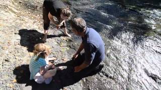 Fossil Tours at Courtenay amp District Museum [upl. by Bergmans180]