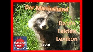 Der Marderhund 20 [upl. by Fidole]