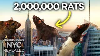 Why New York Has So Many Rats  NYC Revealed [upl. by Nohsyar]