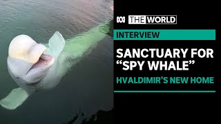 Beluga Whale turned suspected Russian spy to be moved to safer waters  The World [upl. by Burris]