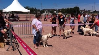 Exposition canine [upl. by Essilevi47]