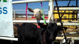 Yodeling Rodeo Goat [upl. by Avle]