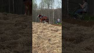 Rediscovering the Past Draft Horses and Antique Plow Oliver A40 kentucky workhorse belgian [upl. by Hemetaf]