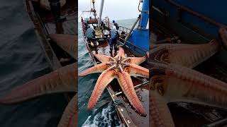 HUGE STAR FISH caught by fishermen⭐🐟 [upl. by Alarise617]