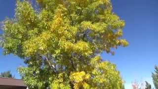 Arizona Ash in fall color  Fraxinus velutina [upl. by Gault]