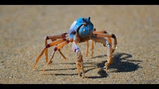 Blue Soldier Crabs [upl. by Frieda199]