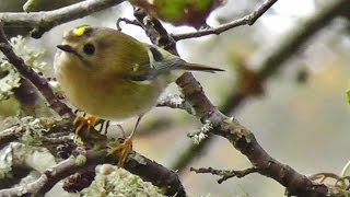 Goldcrest at Lappa Valley  Roitelet huppé [upl. by Oirtemed]