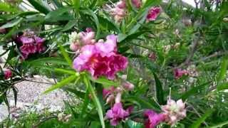 Desert Willow Chilopsis linearis  Lisas Landscape amp Design quotPlant Pick of the Dayquot Lisa LaPaso [upl. by Domph]