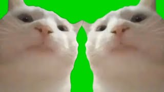 2 Vibing Cats  Greenscreen [upl. by Lipman182]