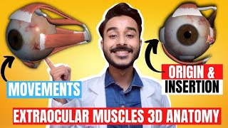 Extraocular Muscles Anatomy 3D  Anatomy of extraocular muscle movements  eye muscle anatomy [upl. by Rollo]