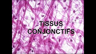 TISSU CONJONCTIF PROPREMENT DIT [upl. by Westbrook186]