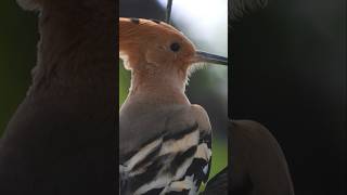 Common hoopoe  uncommon beauty birds nature wildlife [upl. by Rramed]