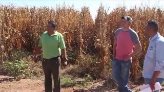 Drip Irrigation Increases Yields in Chihuahua Mexico  Rivulis Irrigation [upl. by Saoj442]