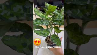 Excited ako sa aking new plant  Aglaonema Pictum Tricolor  Camouflage Plant Rare Plants shorts [upl. by Enaelem]