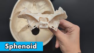 Sphenoid Bone [upl. by Shelly]