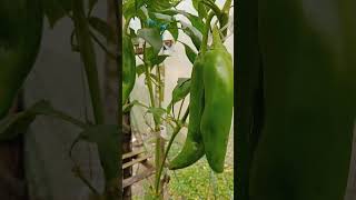 1st heirloom tomatocoutryside organicgardening shortvideo shorts [upl. by Yulma]