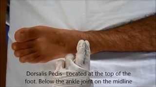 Locating Pulse  Posterior Tibial Dorsalis Pedis Popliteal and Femoral Pulse page 2 of 3 [upl. by Irama]