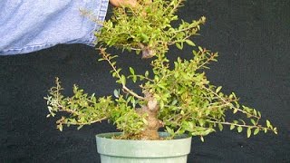 Developing Yaupon Holly Bonsai – a tale of when not to cut [upl. by Loux]