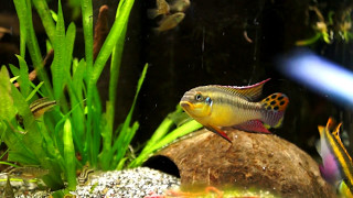 pelvicachromis kribensis moliwe wid pairampf1 [upl. by Nayd]