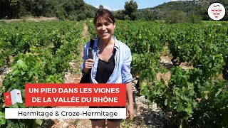 Hermitage et Crozes Hermitage  Un pied dans les vignes de la Vallée du Rhône [upl. by Esilanna]