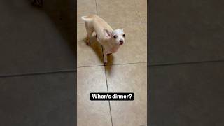 I’m hungry mother 🤤dinnertime timetoeat dinner imhungry sirremingtonmartin dog puppy cute [upl. by Ziza]