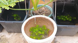 Easy DIY Patio Pond  Cabomba Plants  Fullgold Guppies [upl. by Aeriela]