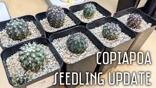 Copiapoa calderana lembckei amp Copiapoa haseltoniana cactus seedling update  One year birthday [upl. by Endys]