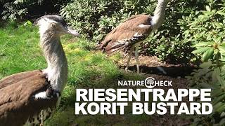 Kori bustard  Riesentrappe [upl. by Wasson590]