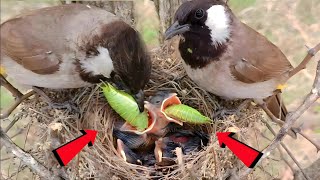 YellowVented Bulbul feeding extraordinarily enormous worm to young babies BirdPlusNature [upl. by Elletnohs]