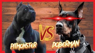 Doberman Attacks Pitbull Dog Park Chronicle Part 2 [upl. by Allicserp672]